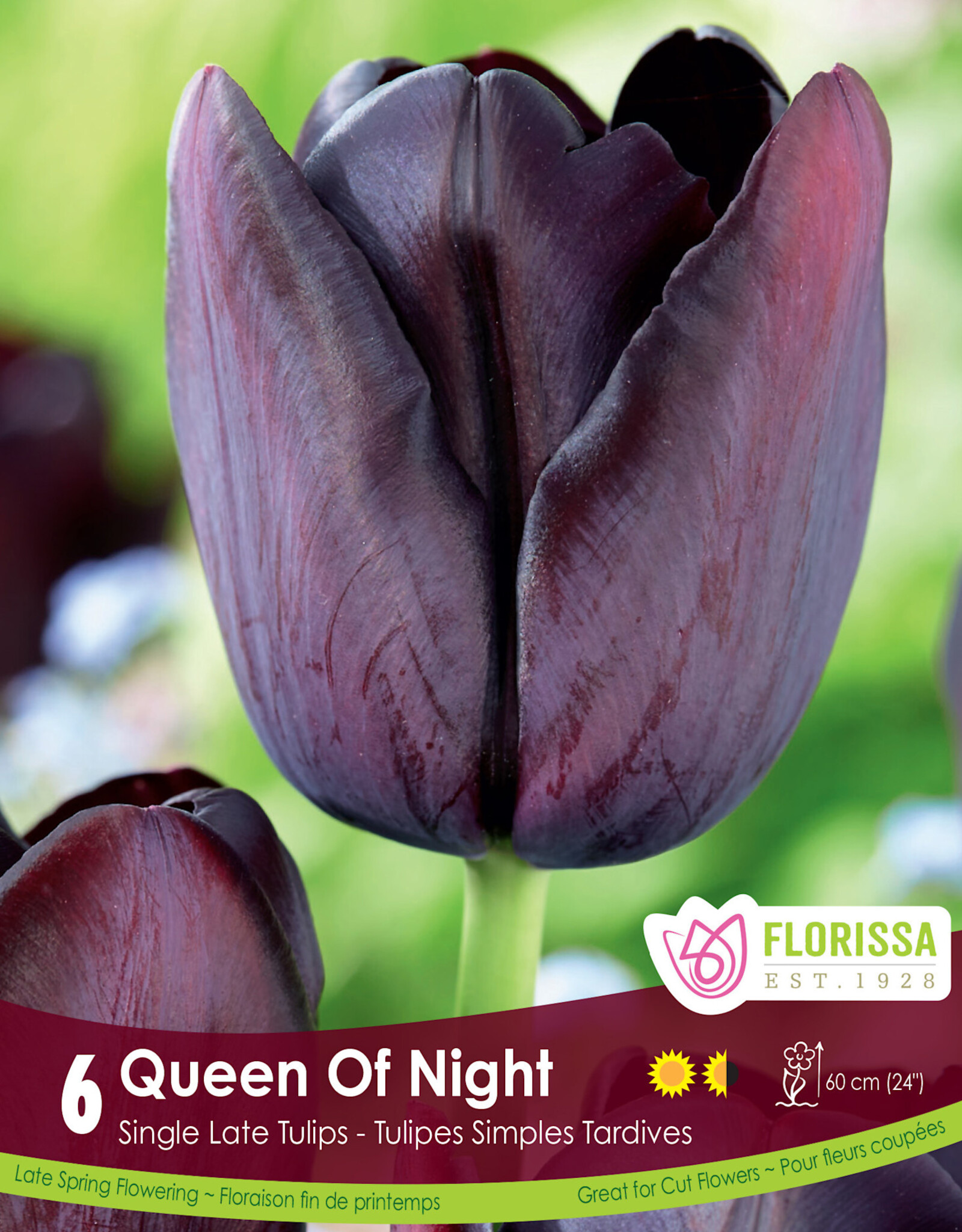 Tulip - Per Bulb - Queen of Night