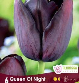 Tulip - Per Bulb - Queen of Night