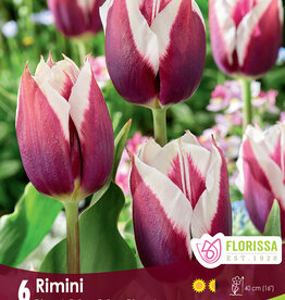 Tulip - Per Bulb - Rimini