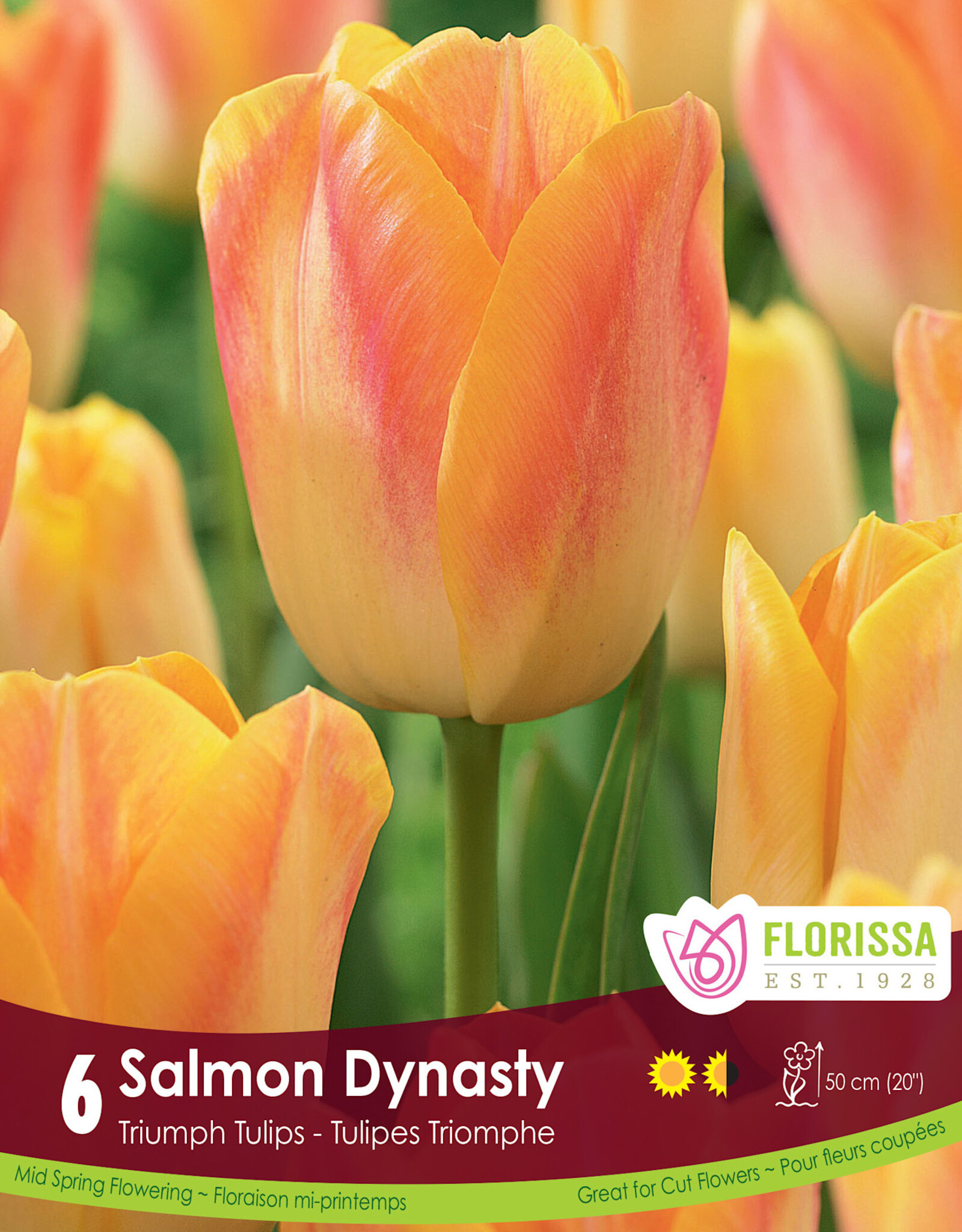 Tulip - Per Bulb - Salmon Prince
