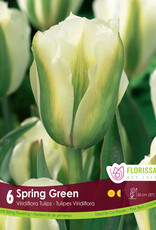 Tulip - Per Bulb - Spring Green