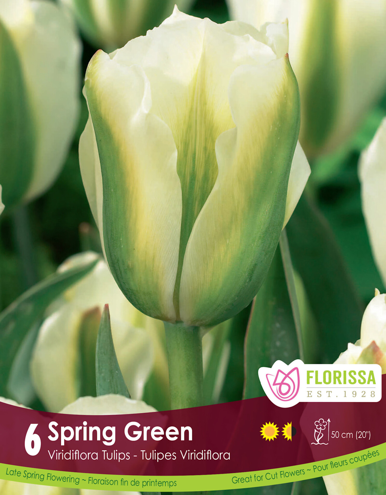 Tulip - Per Bulb - Spring Green