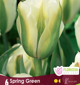 Tulip - Per Bulb - Spring Green