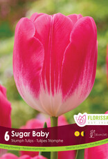 Tulip - Per Bulb - Sugar Baby