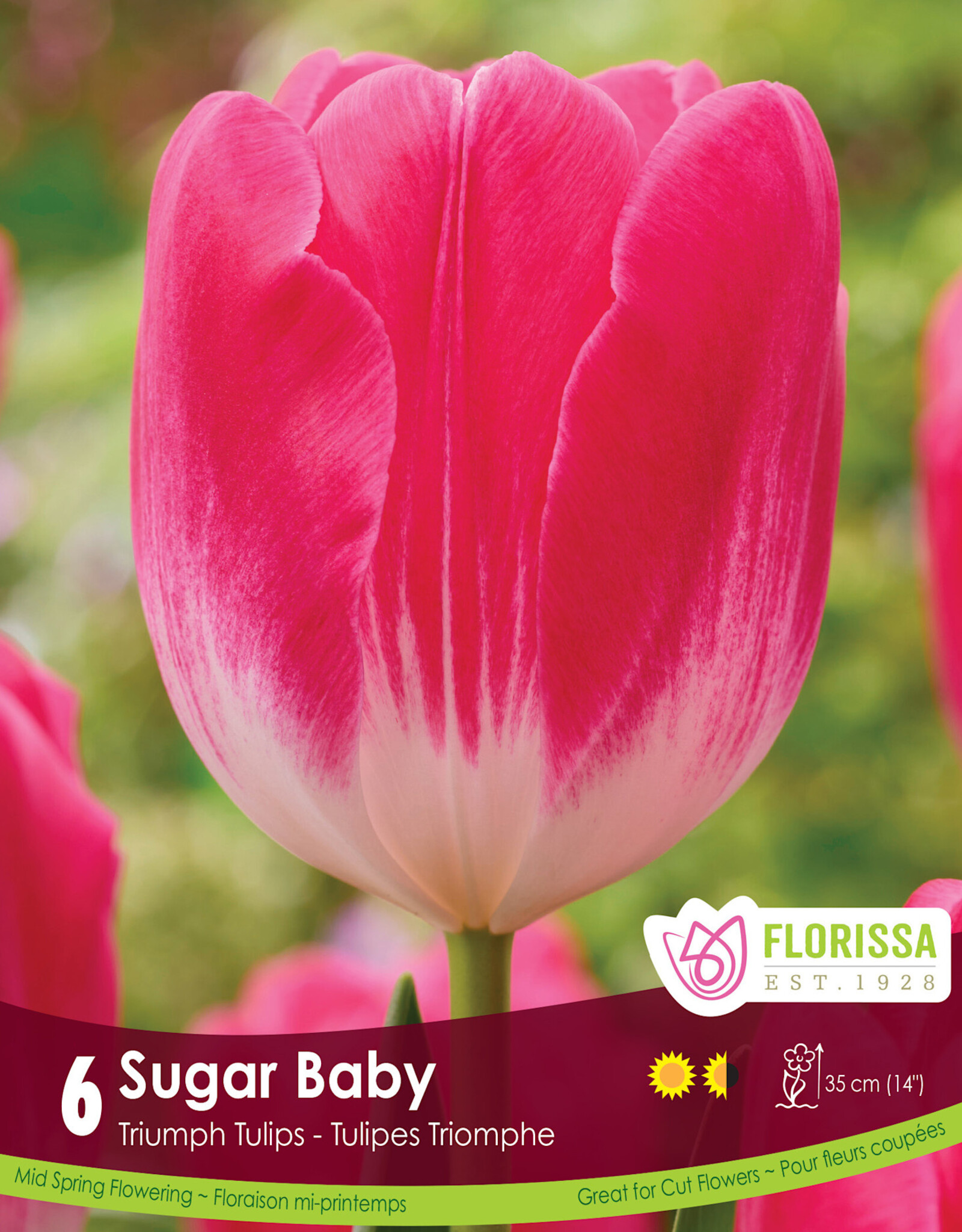 Tulip - Per Bulb - Sugar Baby