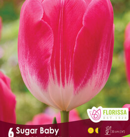 Tulip - Per Bulb - Sugar Baby