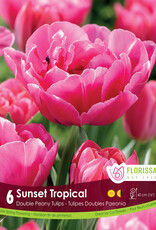 Tulip - Per Bulb - Sunset Tropical