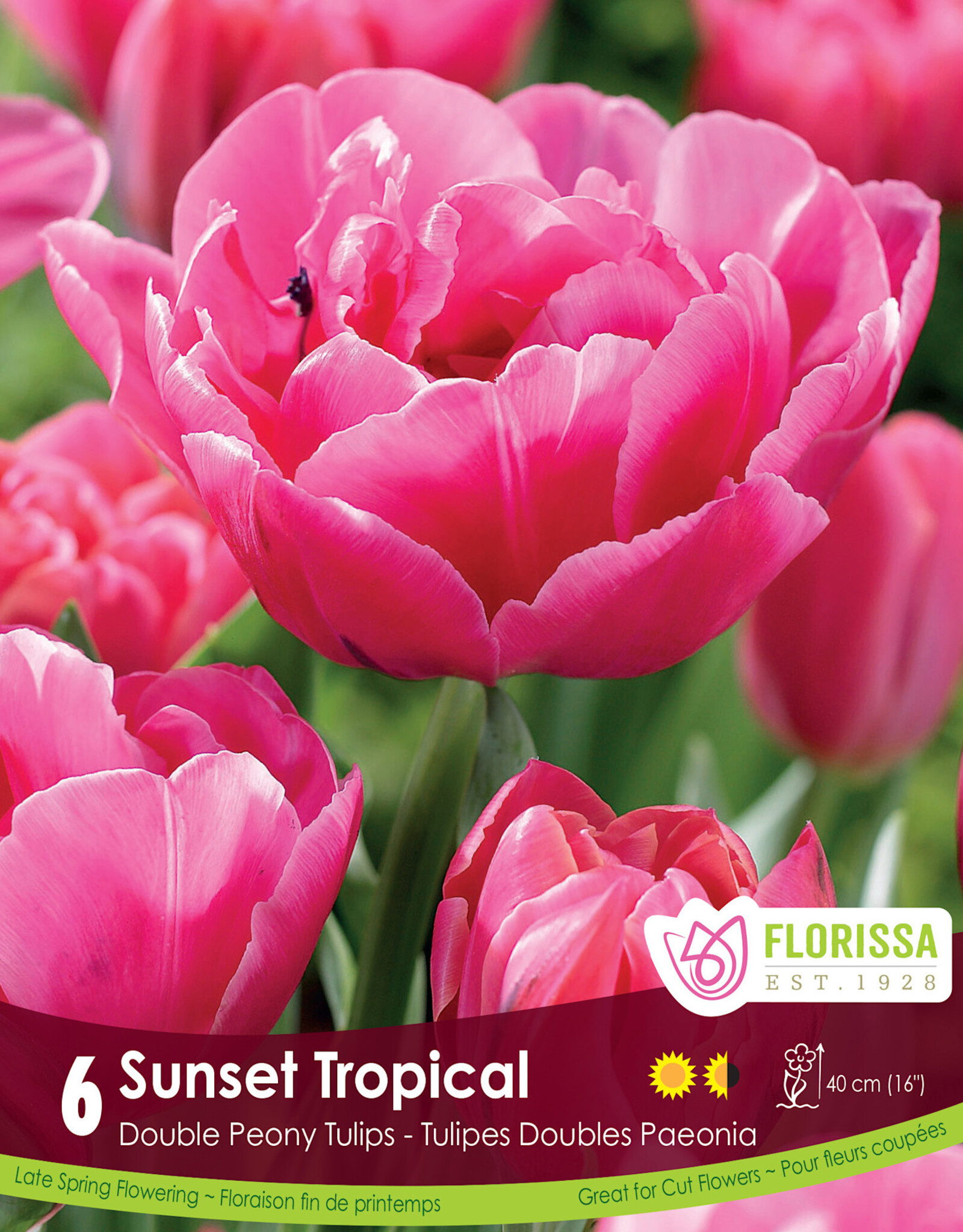Tulip - Per Bulb - Sunset Tropical