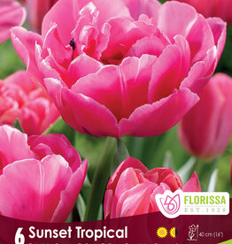 Tulip - Per Bulb - Sunset Tropical