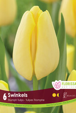 Tulip - Per Bulb - Swinkels
