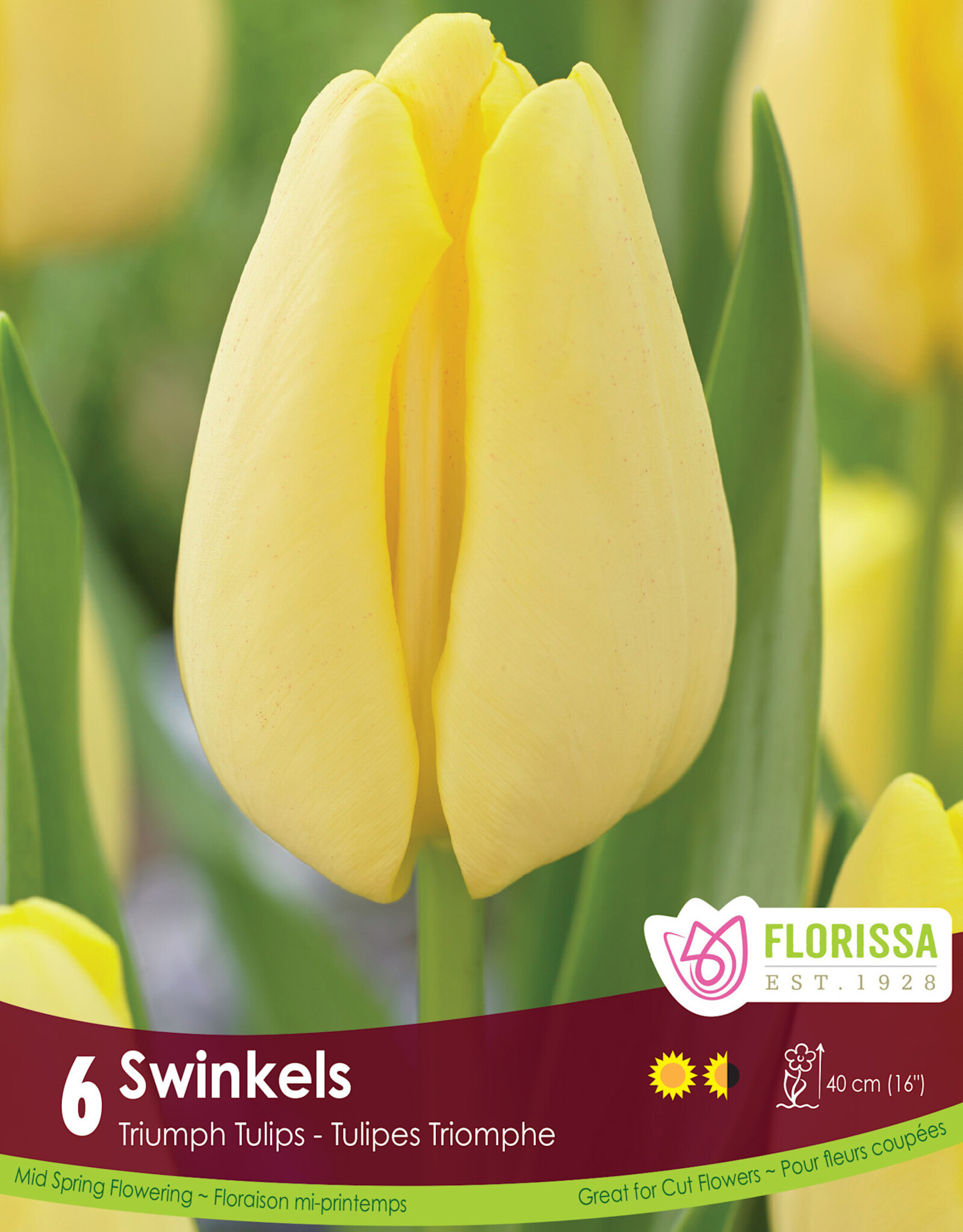 Tulip - Per Bulb - Swinkels