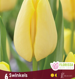 Tulip - Per Bulb - Swinkels