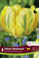 Tulip - Per Bulb - Yellow Madonna