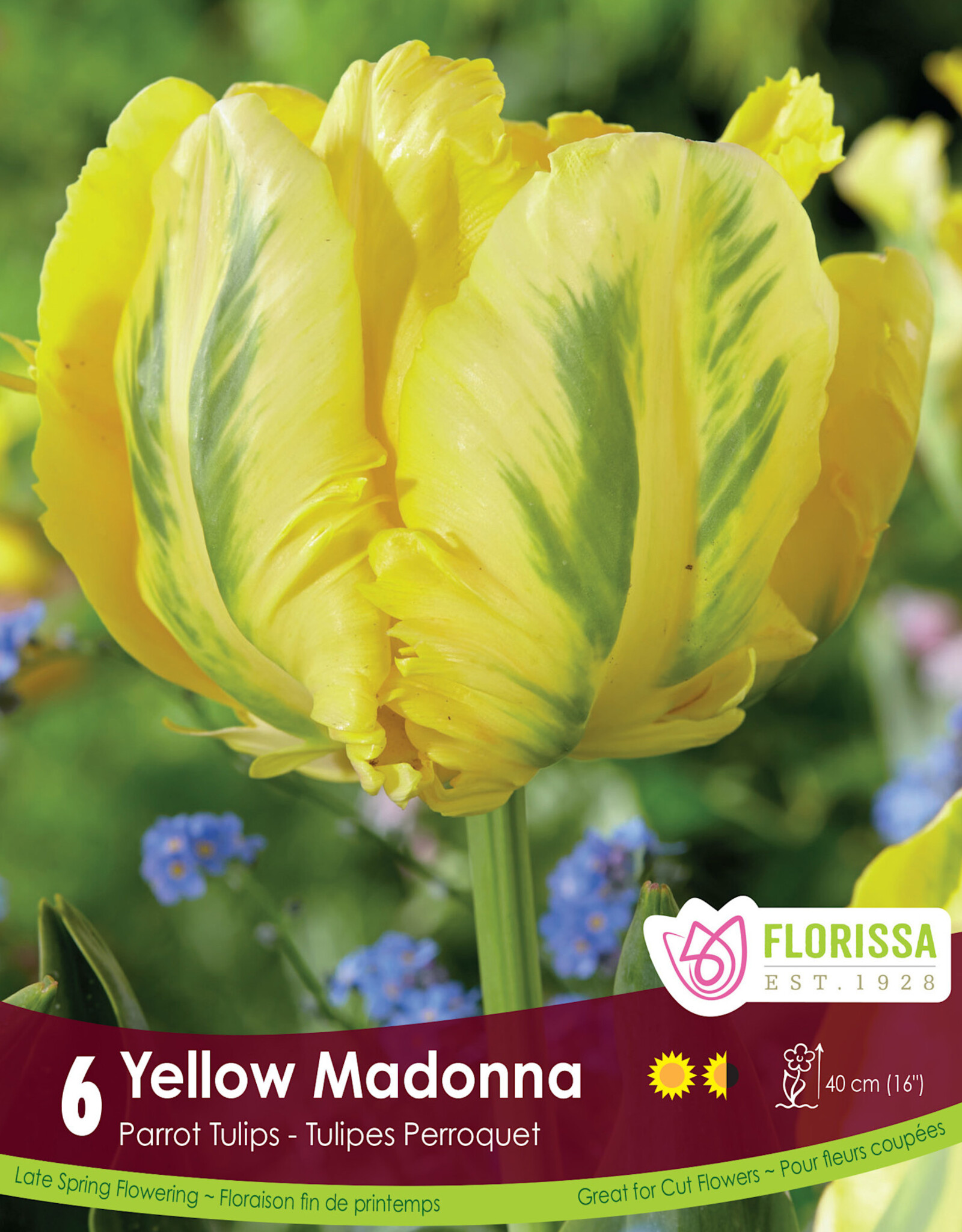 Tulip - Per Bulb - Yellow Madonna