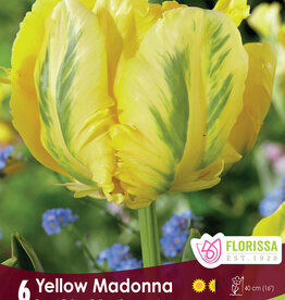 Tulip - Per Bulb - Yellow Madonna