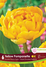 Tulip - Per Bulb - Yellow Pomponette