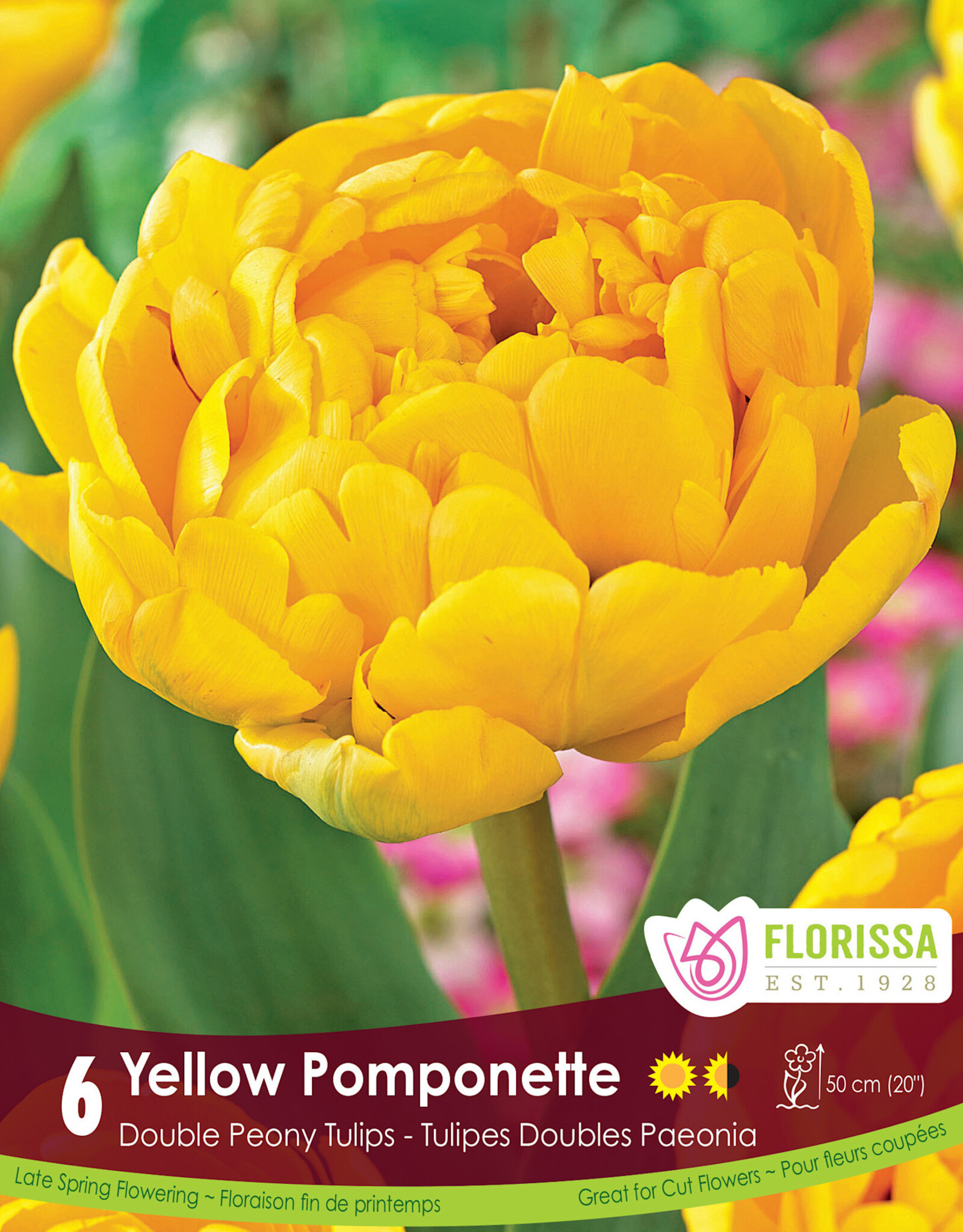 Tulip - Per Bulb - Yellow Pomponette