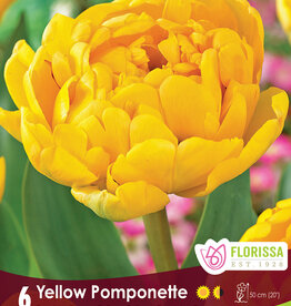 Tulip - Per Bulb - Yellow Pomponette