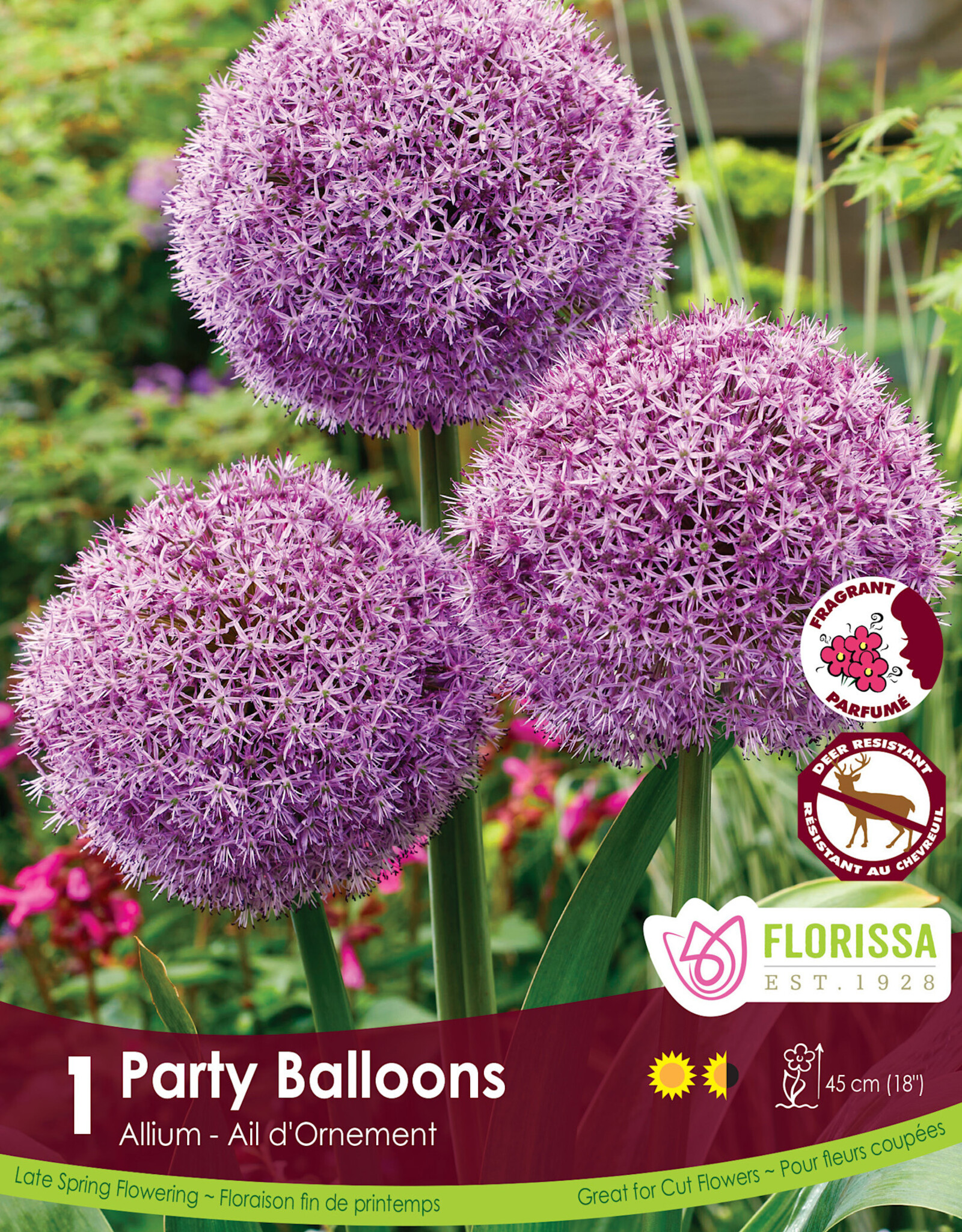 Allium - Per Bulb- Party Balloons