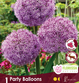 Allium - Per Bulb- Party Balloons