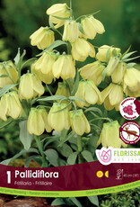 Fritillaria - Per Bulb - Pallidiflora