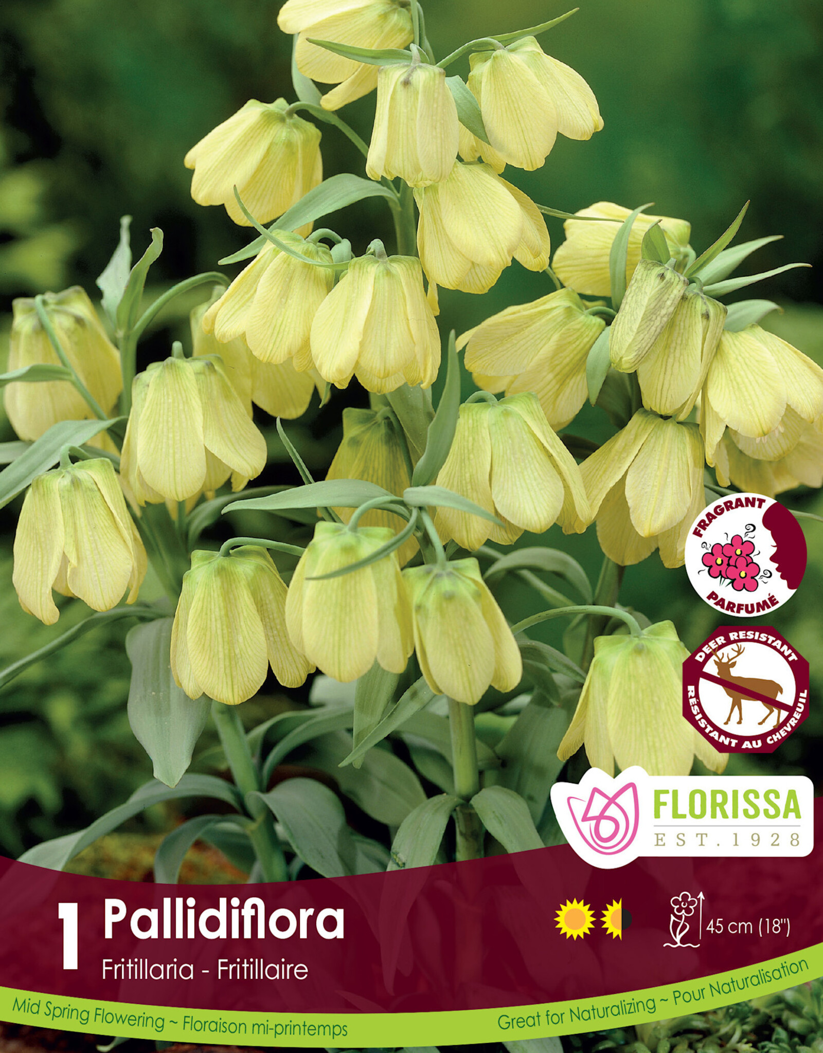 Fritillaria - Per Bulb - Pallidiflora