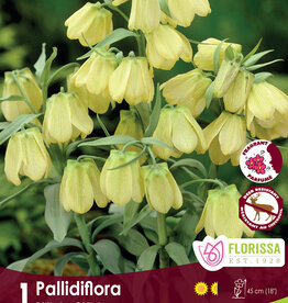 Fritillaria - Per Bulb - Pallidiflora