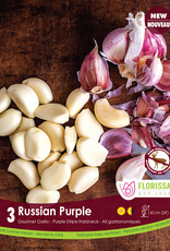 Garlic - Hardneck - Per Bulb - Russian Purple