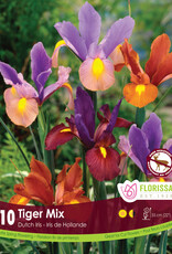 Iris Dwarf- Per Bulb - Tiger Mix