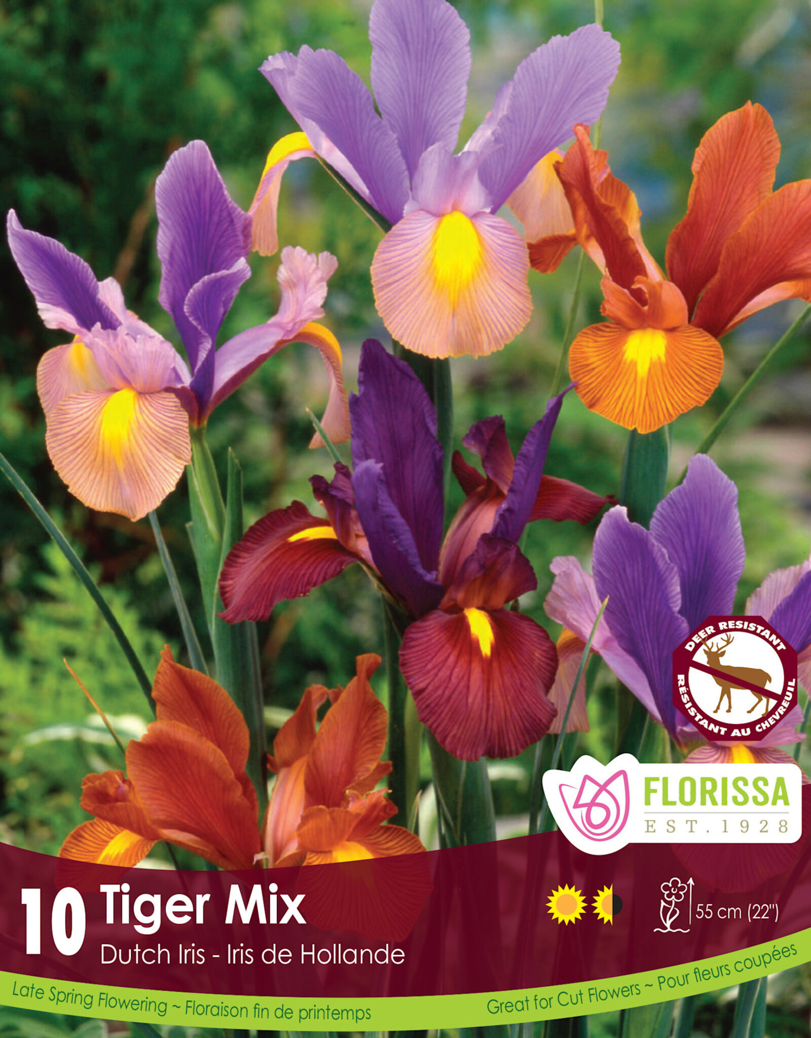 Iris Dwarf- Per Bulb - Tiger Mix