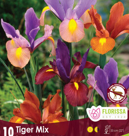 Iris Dwarf- Per Bulb - Tiger Mix