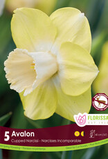 Narcissus (Daffodil) - Per Bulb - Avalon
