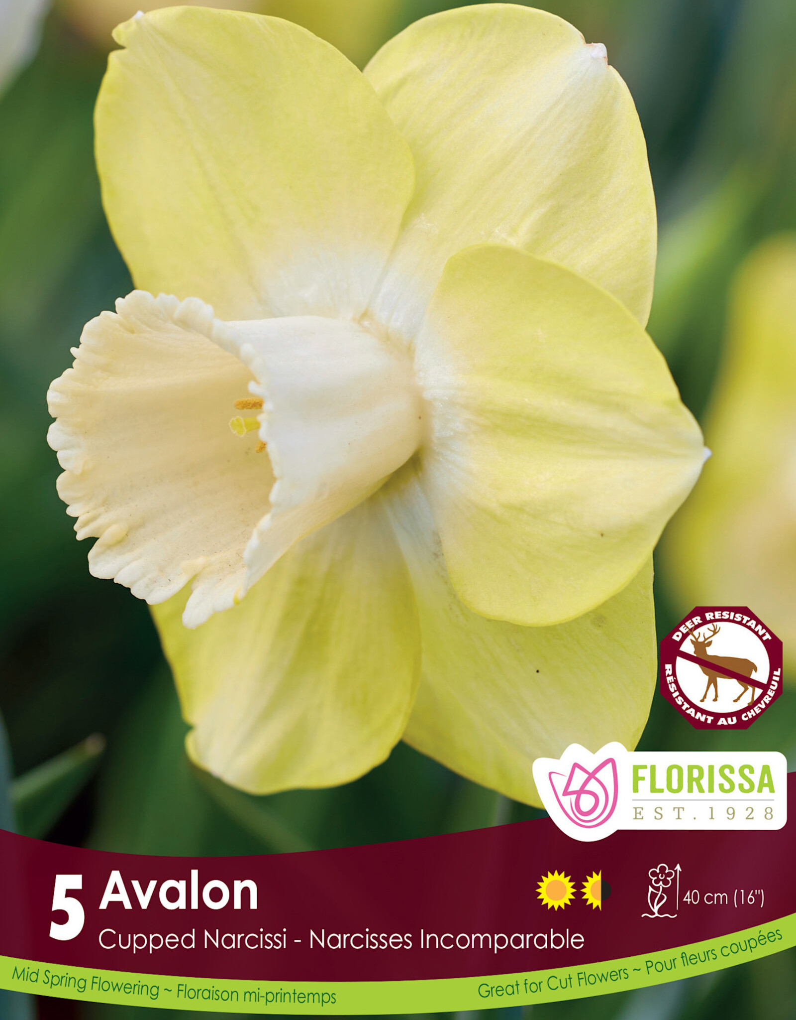Narcissus (Daffodil) - Per Bulb - Avalon