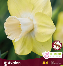 Narcissus (Daffodil) - Per Bulb - Avalon