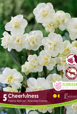 Narcissus (Daffodil) - Per Bulb - Cheerfulness
