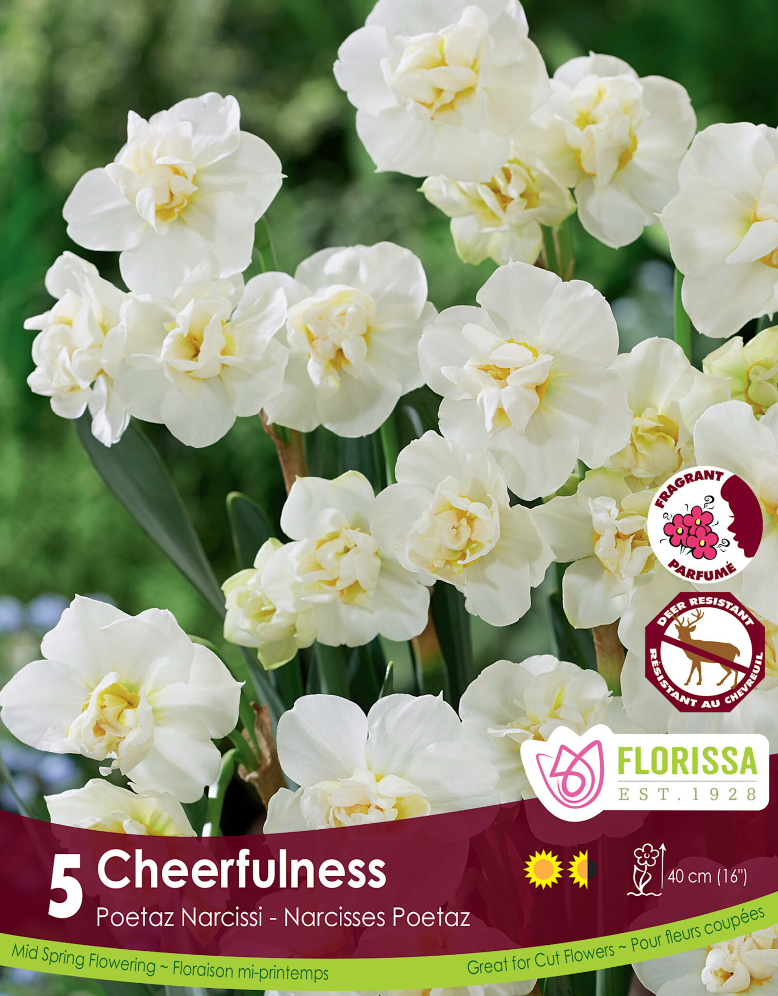 Narcissus (Daffodil) - Per Bulb - Cheerfulness