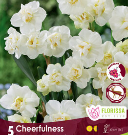 Narcissus (Daffodil) - Per Bulb - Cheerfulness