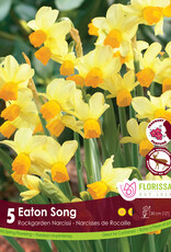 Narcissus (Daffodil) - Per Bulb - Eaton Song
