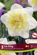 Narcissus (Daffodil) - Per Bulb - Ice King