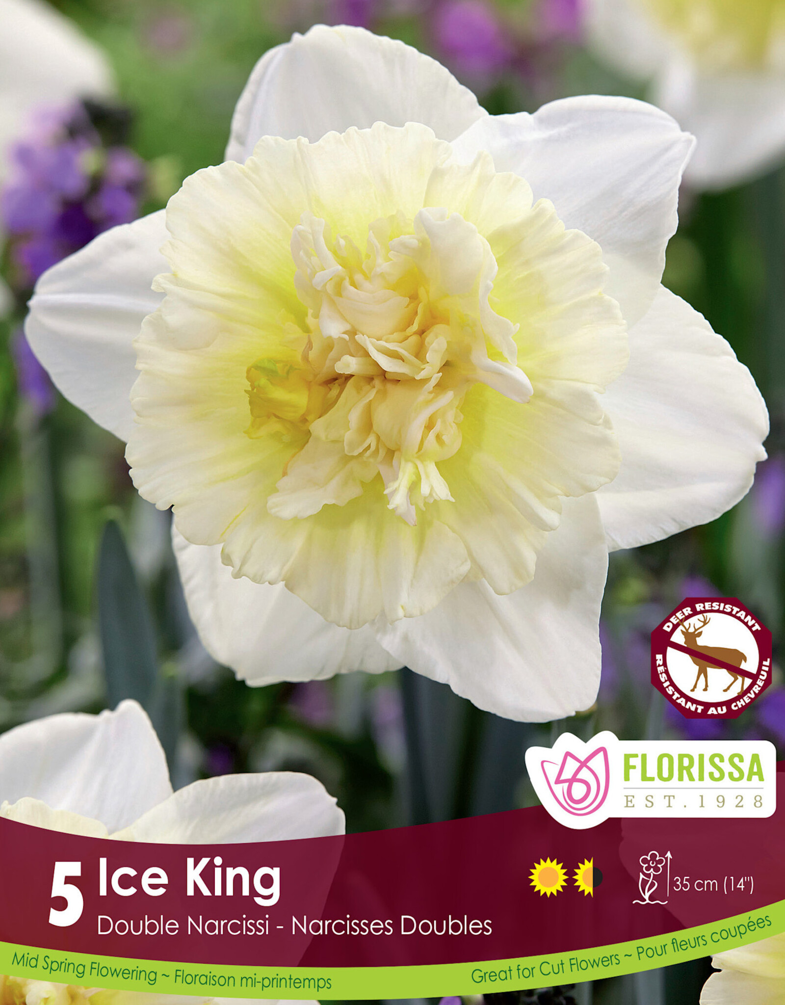 Narcissus (Daffodil) - Per Bulb - Ice King