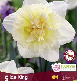 Narcissus (Daffodil) - Per Bulb - Ice King