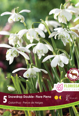 Snowdrop Galanthus - Per Bulb - Dbl Floreo Plena