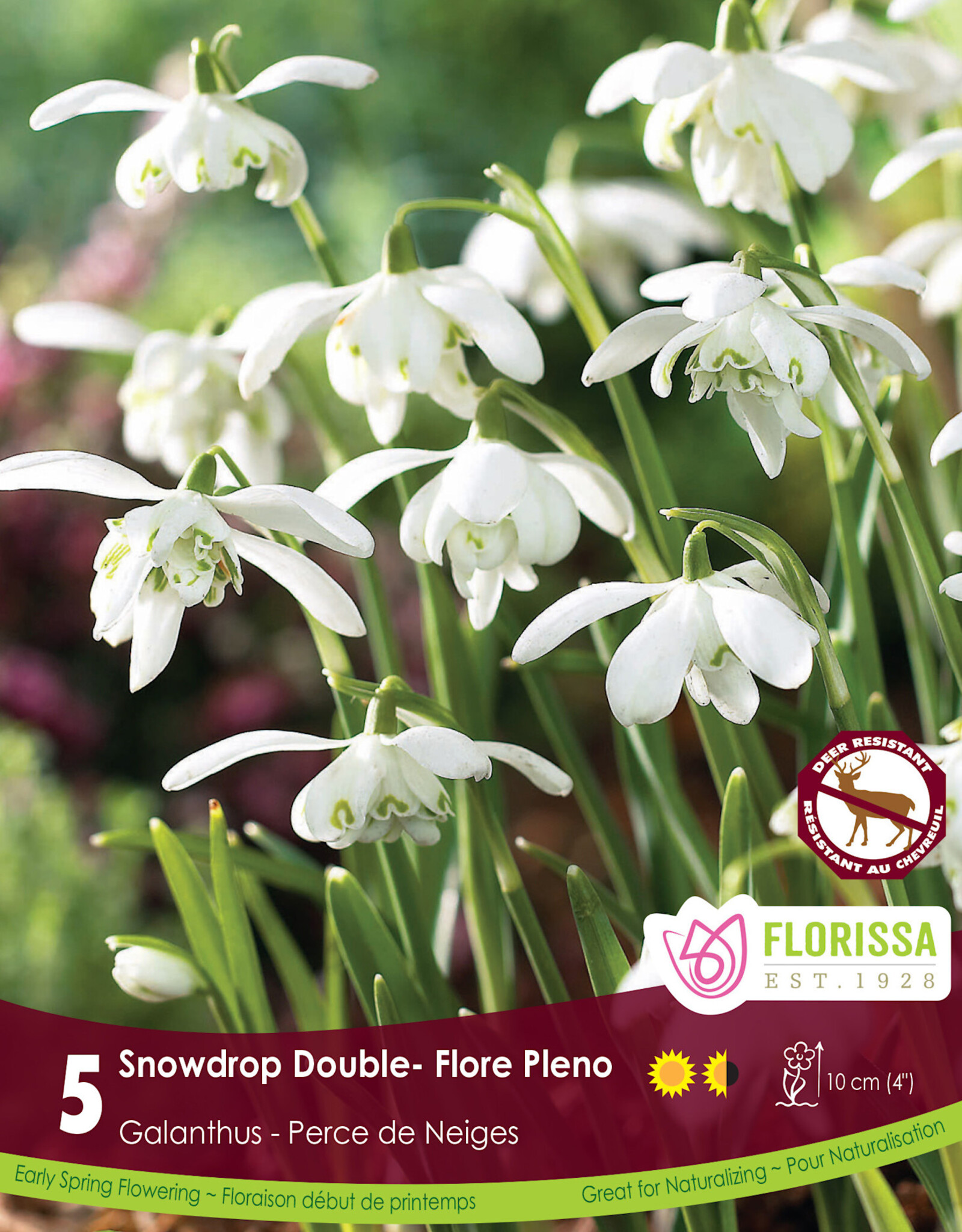 Snowdrop Galanthus - Per Bulb - Dbl Floreo Plena
