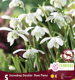 Snowdrop Galanthus - Per Bulb - Dbl Floreo Plena