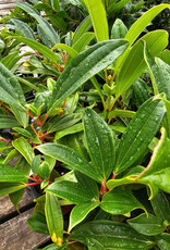 Viburnum Davidii