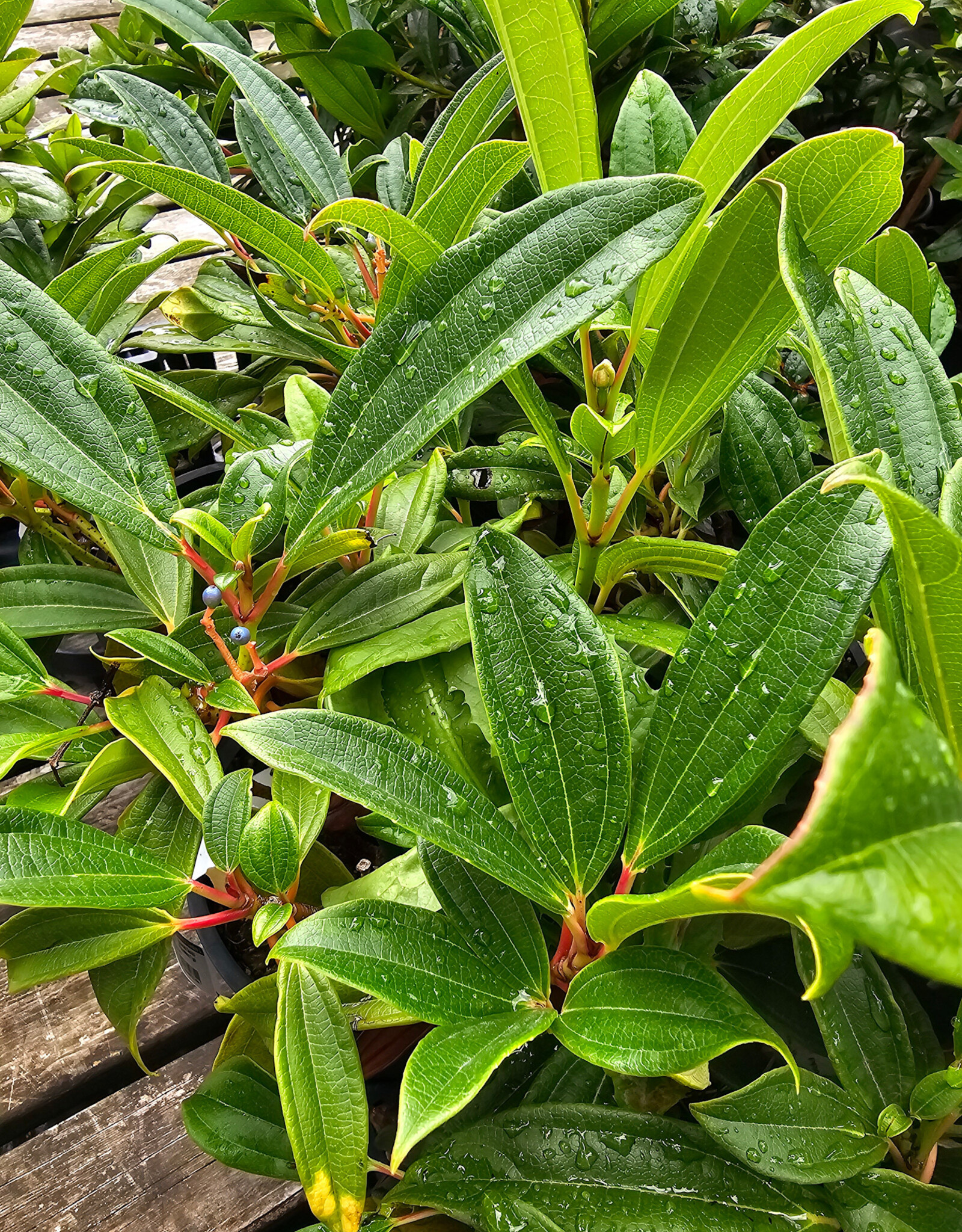Viburnum Davidii