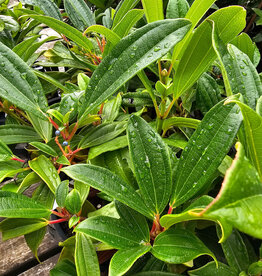 Viburnum Davidii