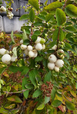 Snowberry Common Albus 2 gal