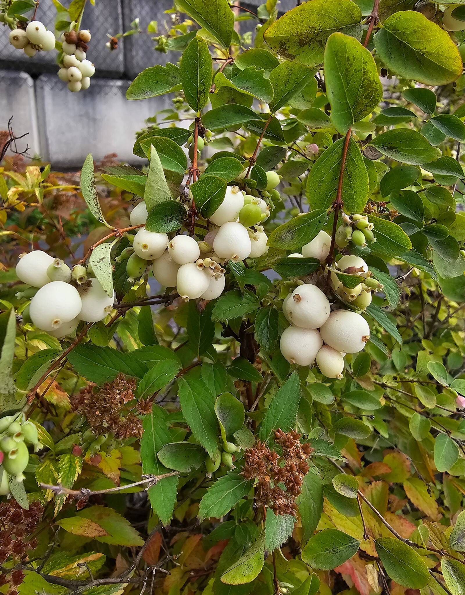 Snowberry Common Albus 2 gal