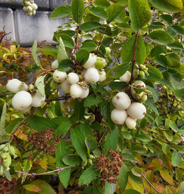 Snowberry Common Albus 2 gal
